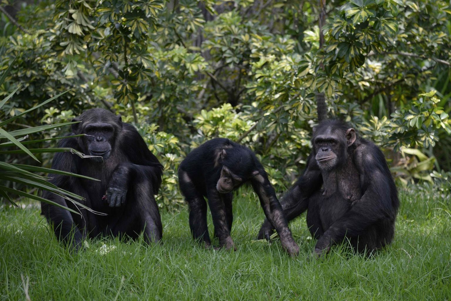 Võimu üle võitlevate šimpanside intriige saab võrrelda inimpoliitikute tegutsemisega.