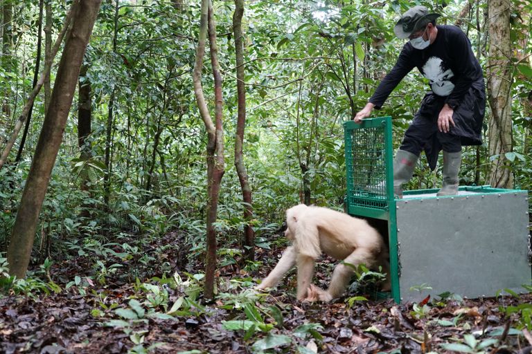 Orangutan Alba vabastati Bukit Baka Bukit Raya rahvuspargi džunglisse selle nädala keskel.