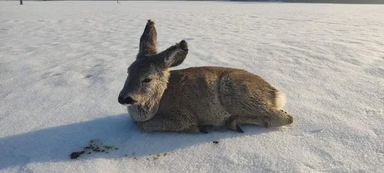Lumele teistest maha jäänud metskits vajab abi.
