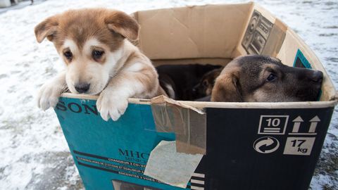 Люди не перестают удивлять: ухоженных и красивых щенков выбросили в коробке на мороз