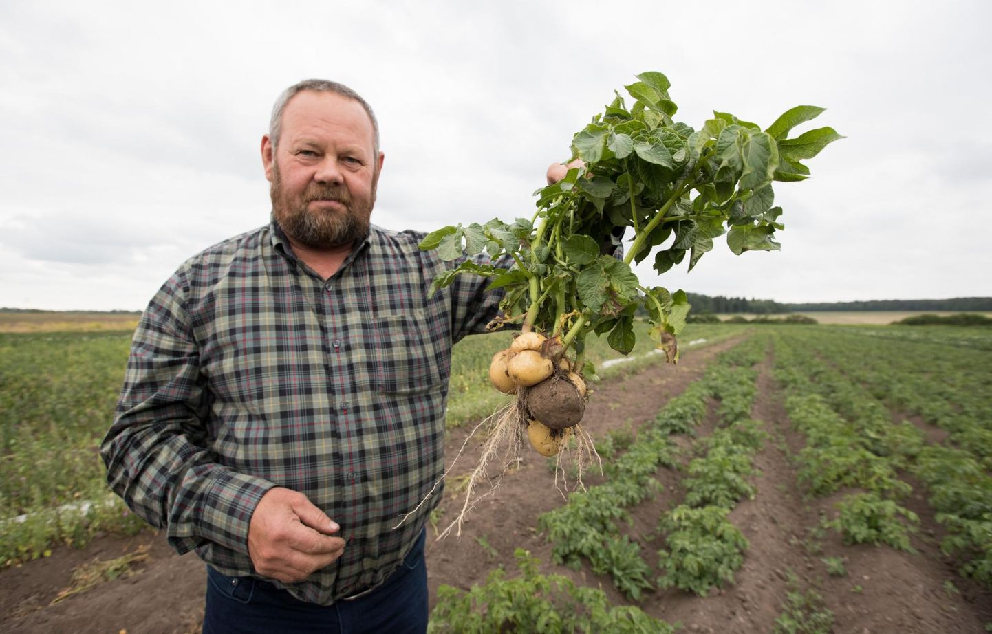 Harjumaa Saue valla kartulikasvataja Aarne Arro näitas eile oma kesist kartulisaaki.