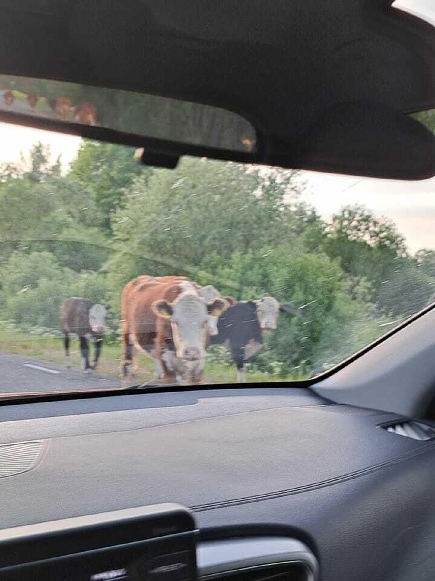 Lehmad autoteel.