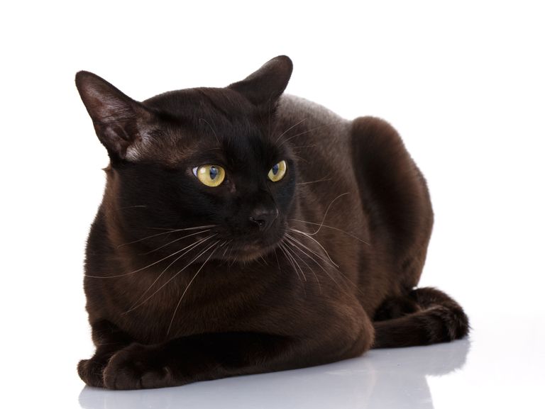 Mustakarvaline kass