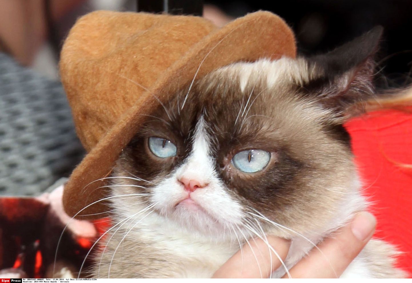 Grumpy Cat 2014. aastal.