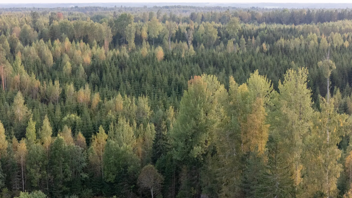Mets suve viimasel nädalal.