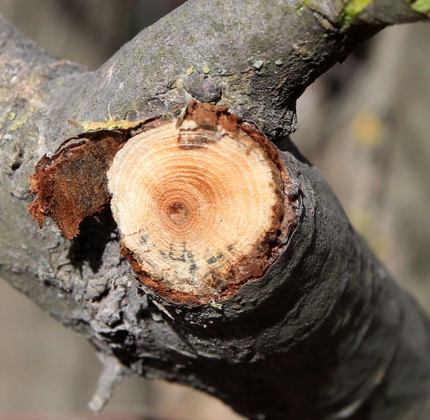 Jalakasurma põhjustava seenhaigusega nakatunud puu koore all on tume ring, mis meenutab hallitust.