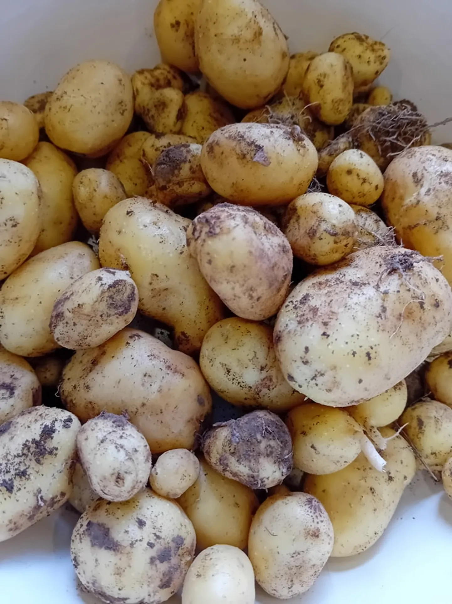 Kenaste talus võeti juba kartulit.