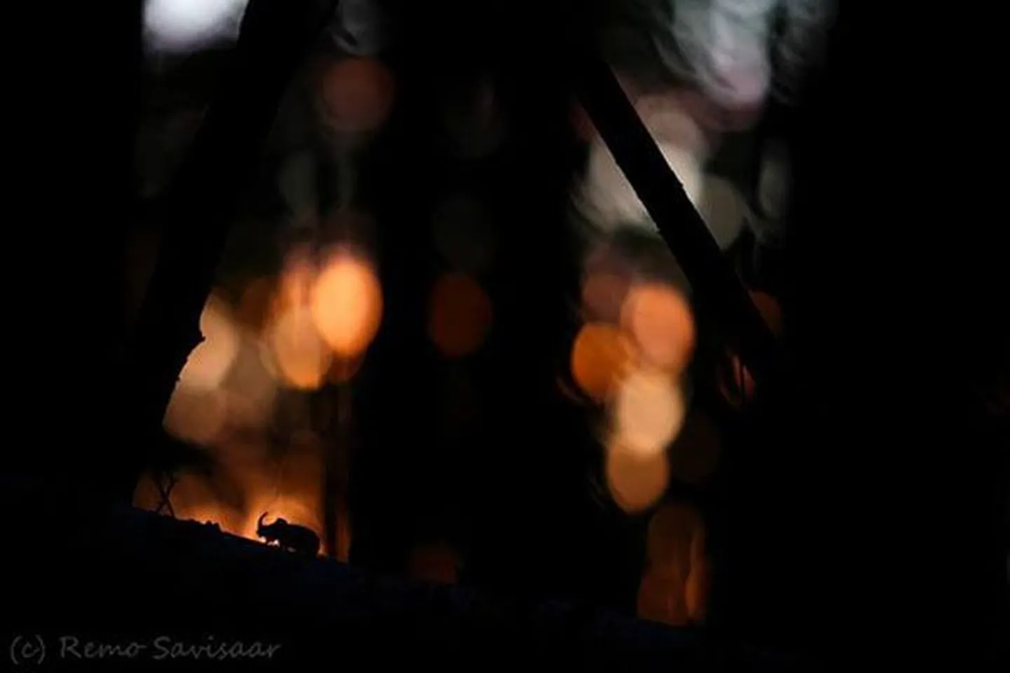 Euroopa prestiižseimaal loodusfotokonkursil «GDT European Wildlife Photographer of the Year» võidu toonud foto ninasarvikpõrnikast.