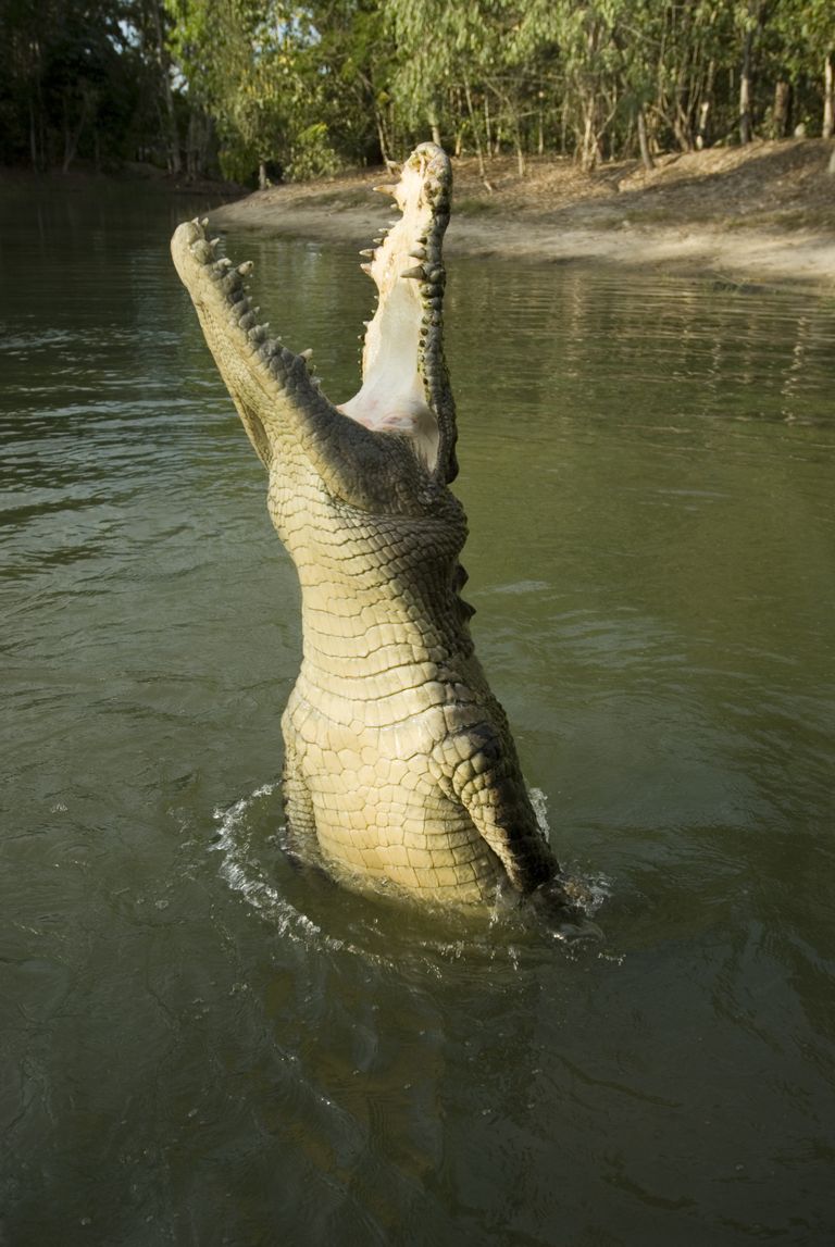 Harikrokodill (Crocodylus porosus)