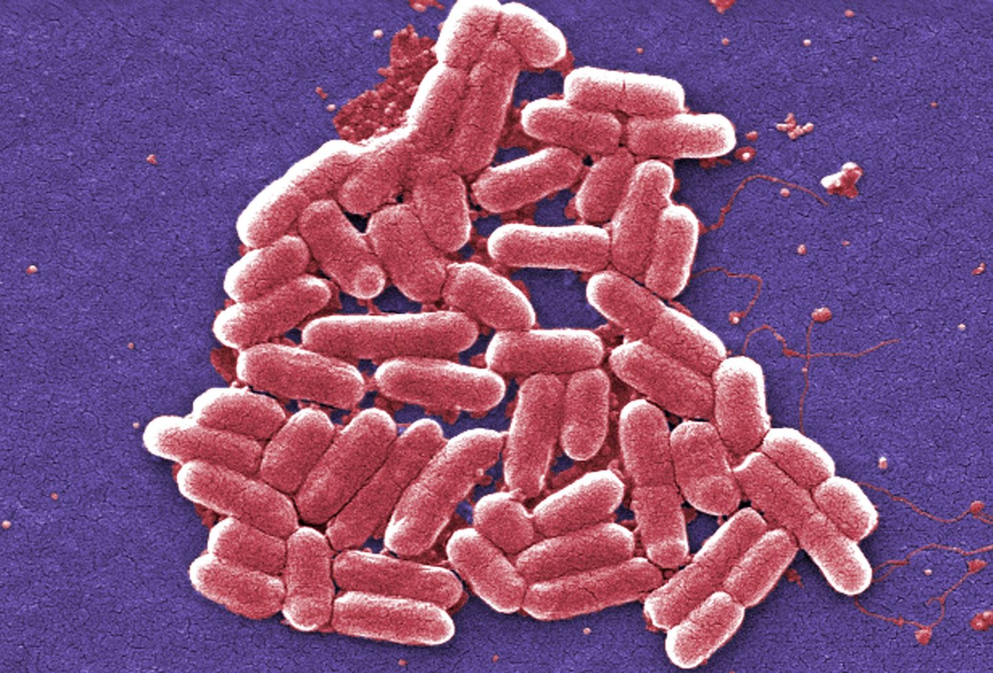 E. coli bakterid. Pilt on illustreeriv.