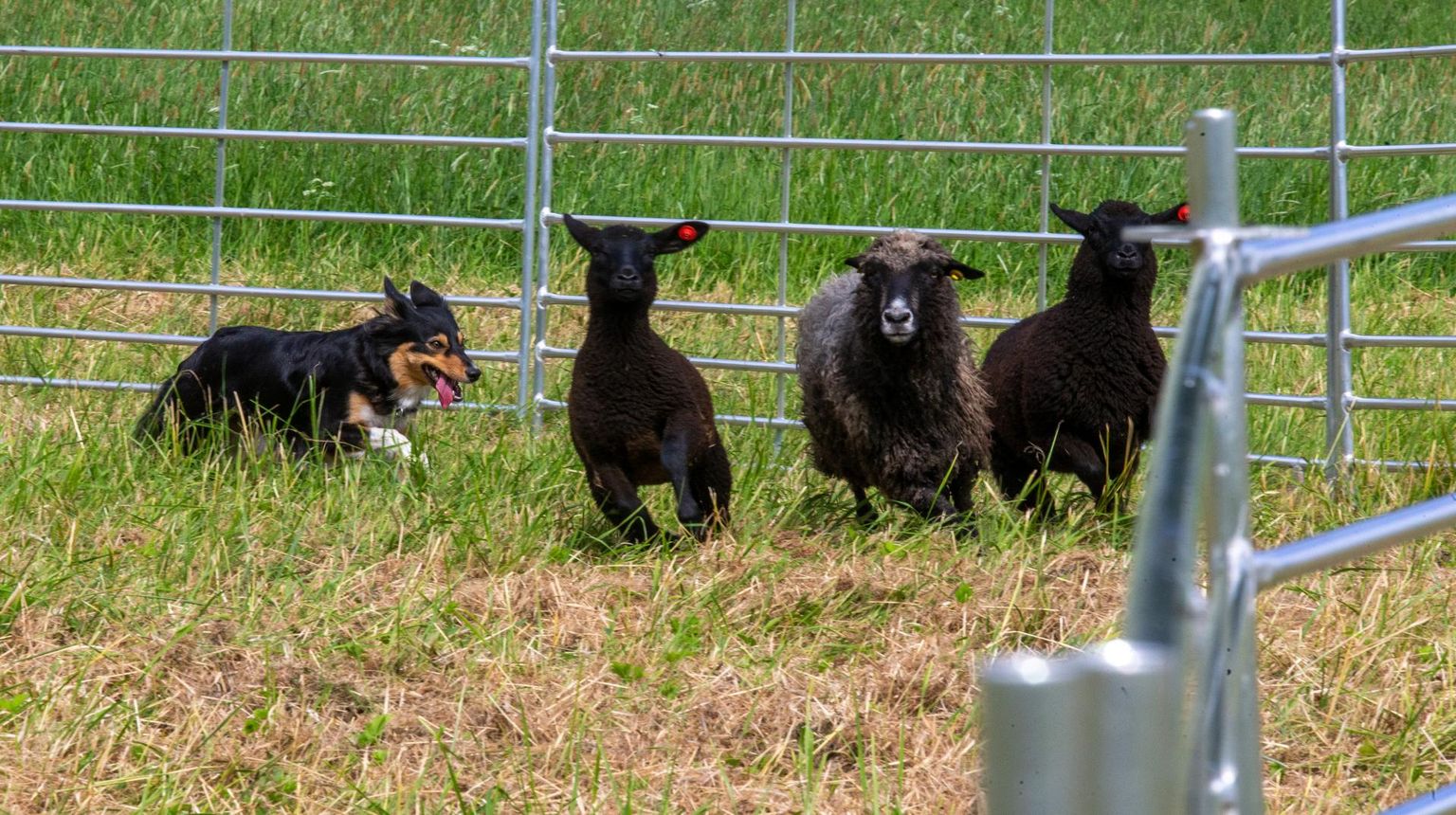 Karjakoer Tete ajab innukalt taga kolme lammast, juhtides nad sinna, kuhu perenaine tahab. Perenaist Terell Pihlakut pildile ei mahtunud.