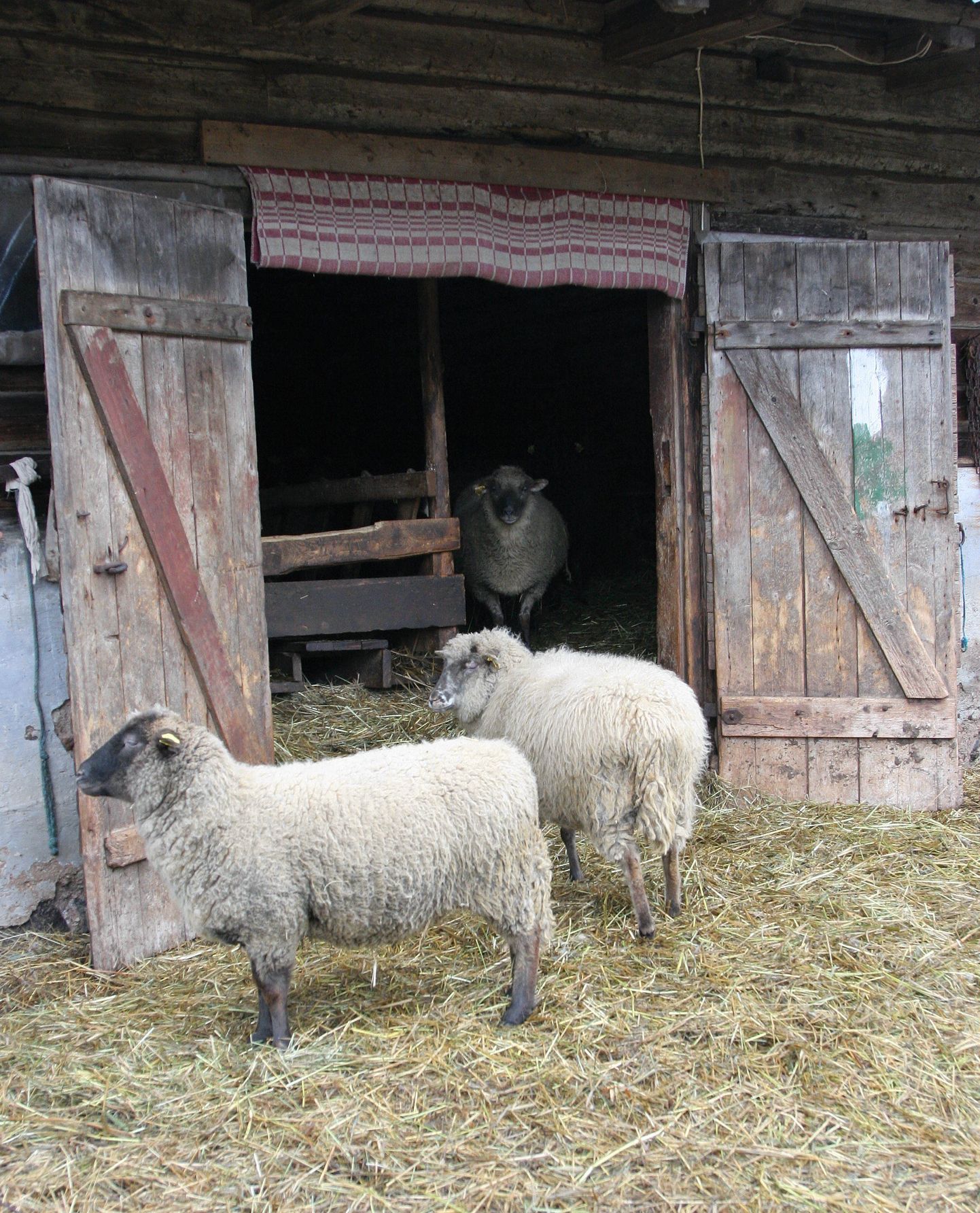Sürgaverest läks kaotsi kaks lammast. Fotol olevad loomad, pole looga seotud.