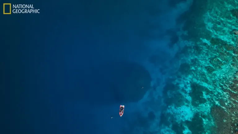 Korall asub 12 meetri sügavusel, mistõttu näis National Geographicu Pristine Seasi projekti meeskonnale esmalt, nagu oleksid nad sattunud laevavraki otsa.