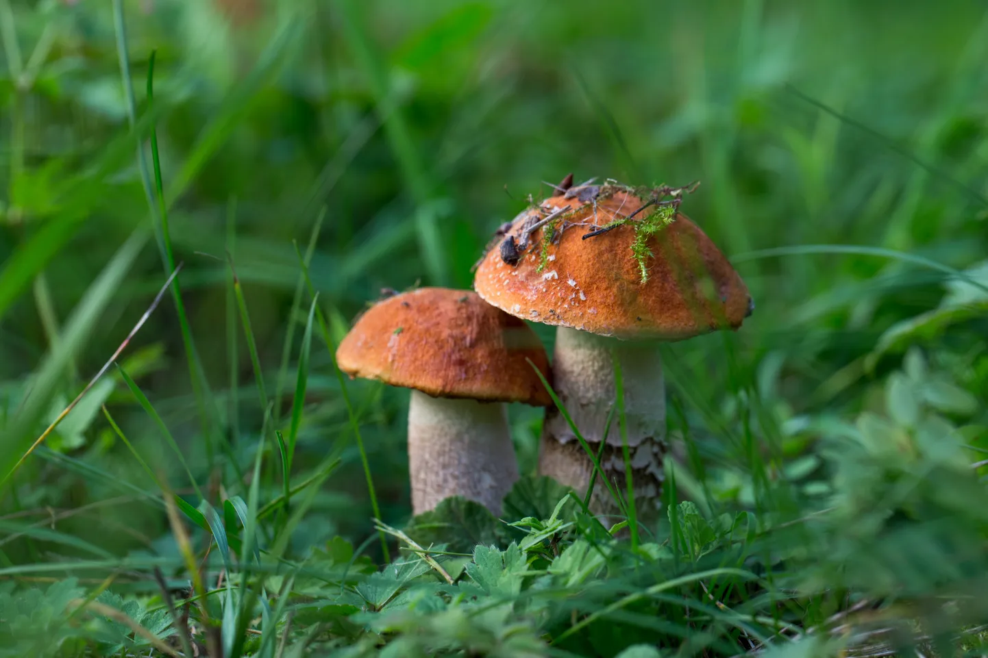 Seenekorjaja võib ise valida, kas lõikab või tõmbab seene välja, vaid pinnast ei tohi segi pöörata.
