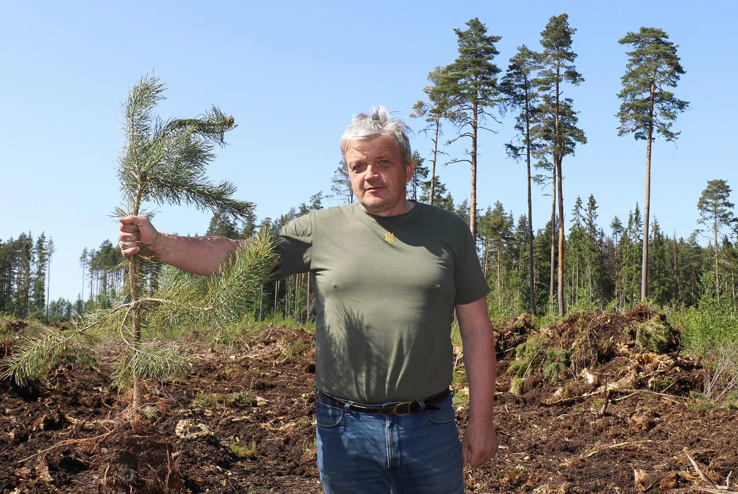 RMK ehitab uut teed läbi soise maa, kiskudes maast välja nelja-aastased männiistikud, näitab Kooraste mees Peeter Raudsepp.