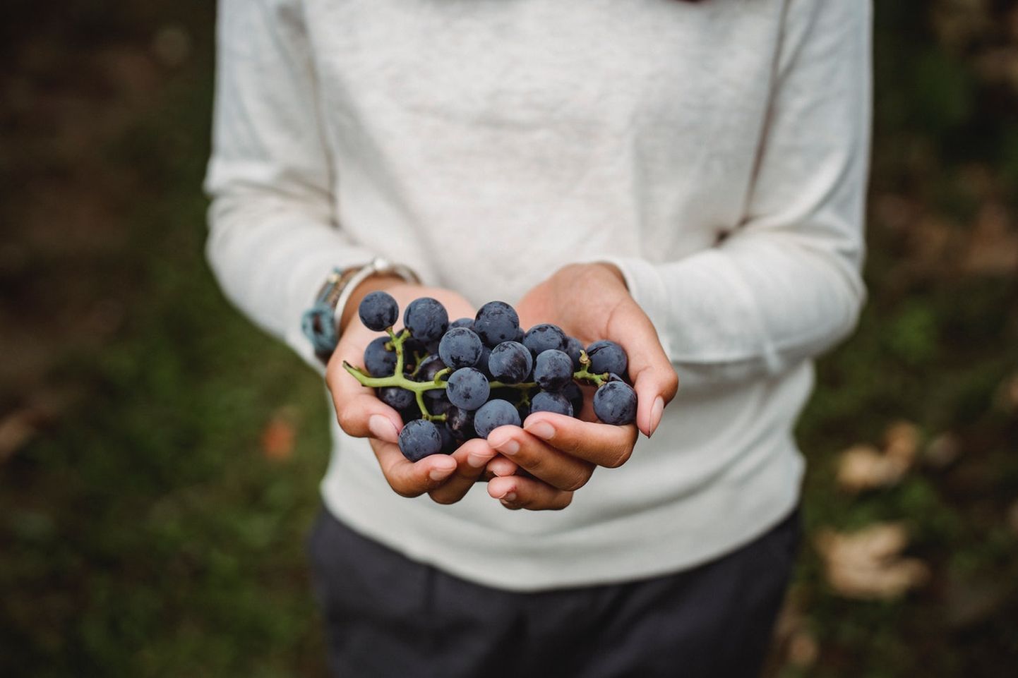Eestis on viinamarju kasvatatud juba 19. sajandist.