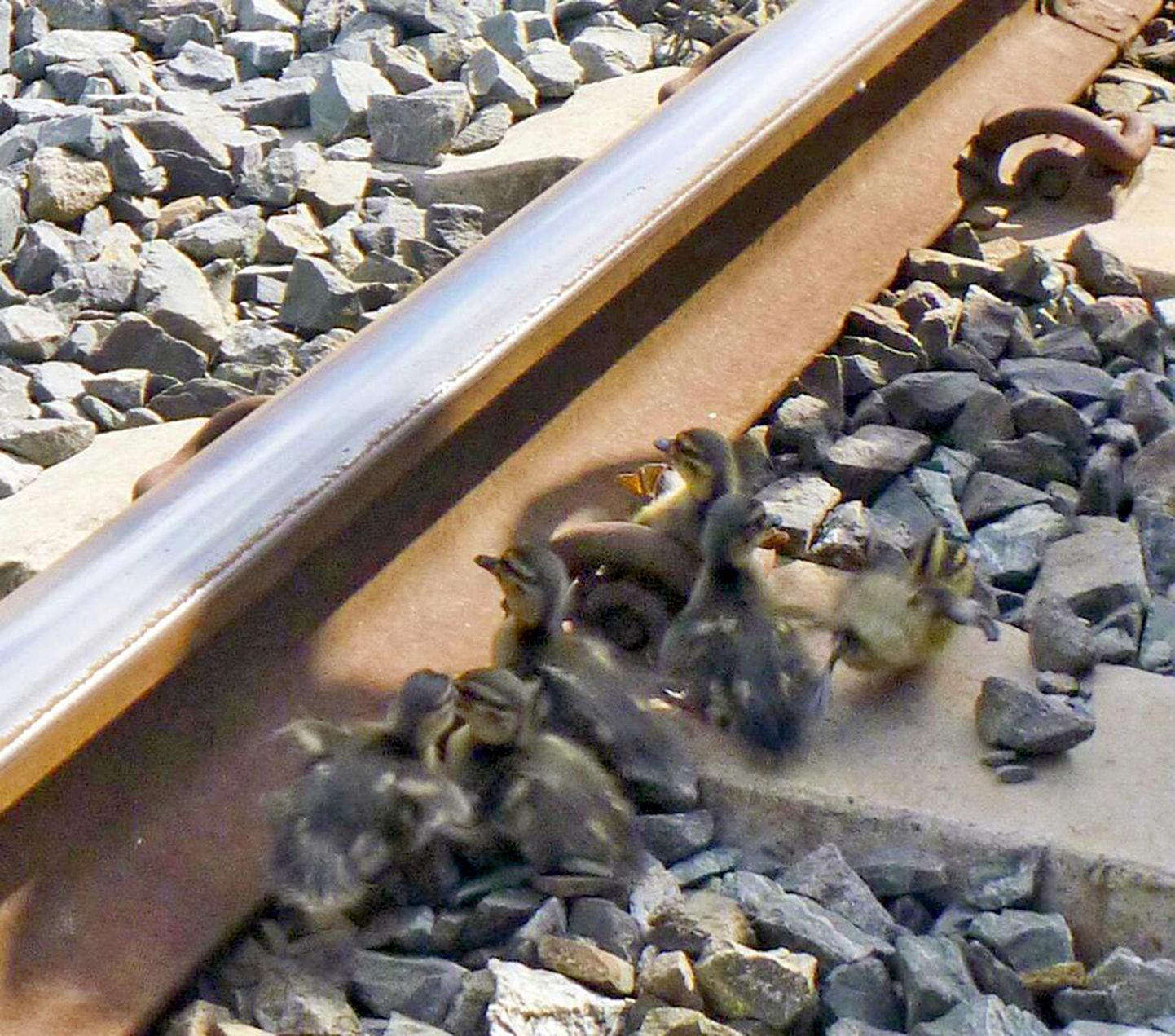 PIC FROM Caters News - (PICTURED: The six ducklings on the train tracks) - This duckling has a good reason to look happy after being rescued from the path of an oncoming train just in the nick of time. The adorable family of ducklings were saved from certain death by two kind-hearted engineers who came to their rescue after finding them stranded on a train track in New Zealand.  James Fox and Ryan Milligan from engineering company Tonkin and Taylor came across the vulnerable birds while working on the Main East Line near Pongakawa in the Bay of Plenty.  The Geotechnics specialists were returning to base in a road-rail protector vehicle when the driver saw six ducklings stuck between the rails trying to get back to their mum. SEE CATERS COPY.