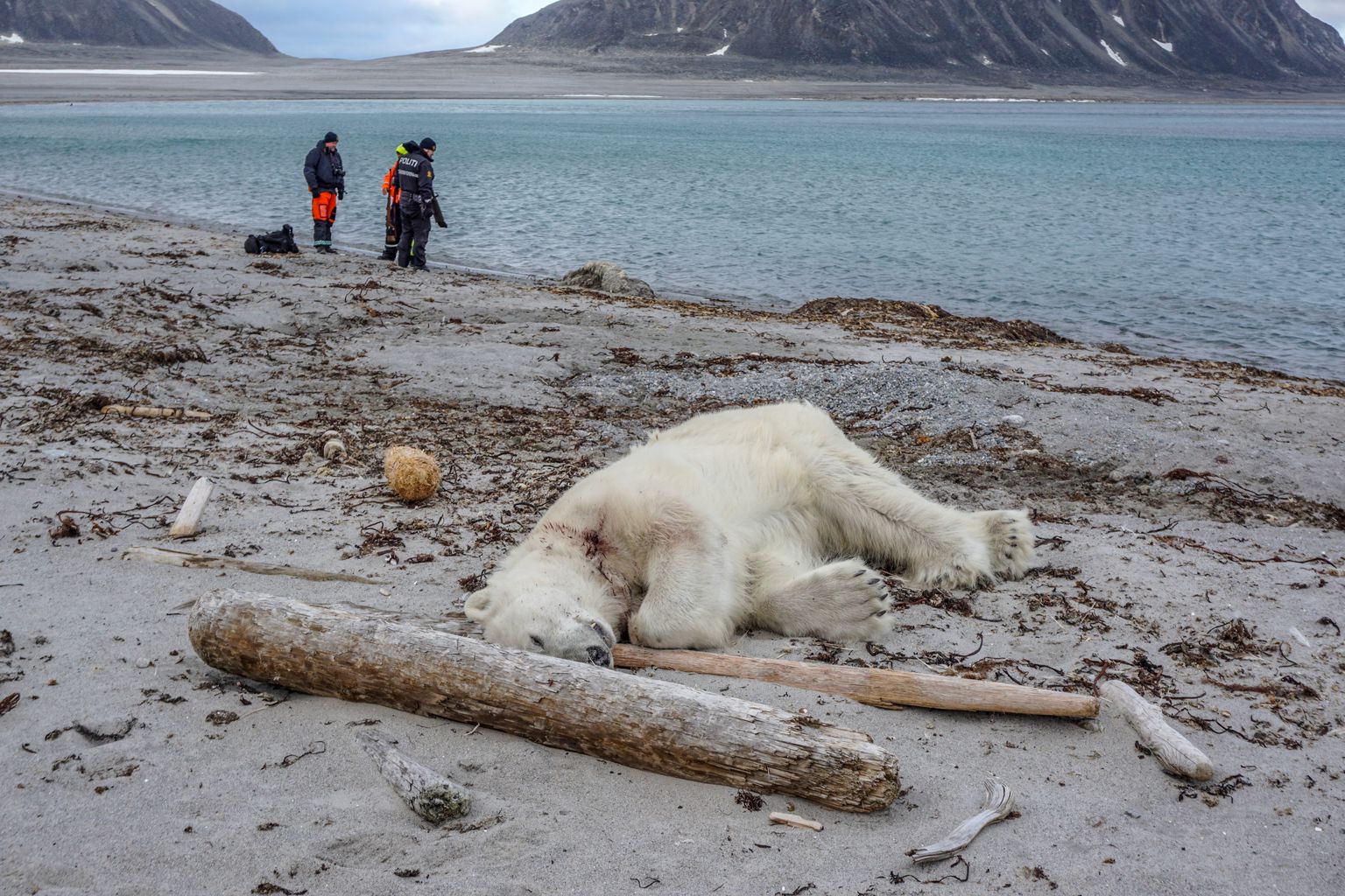 Surnud jääkaru Sjuøyane saare rannas.