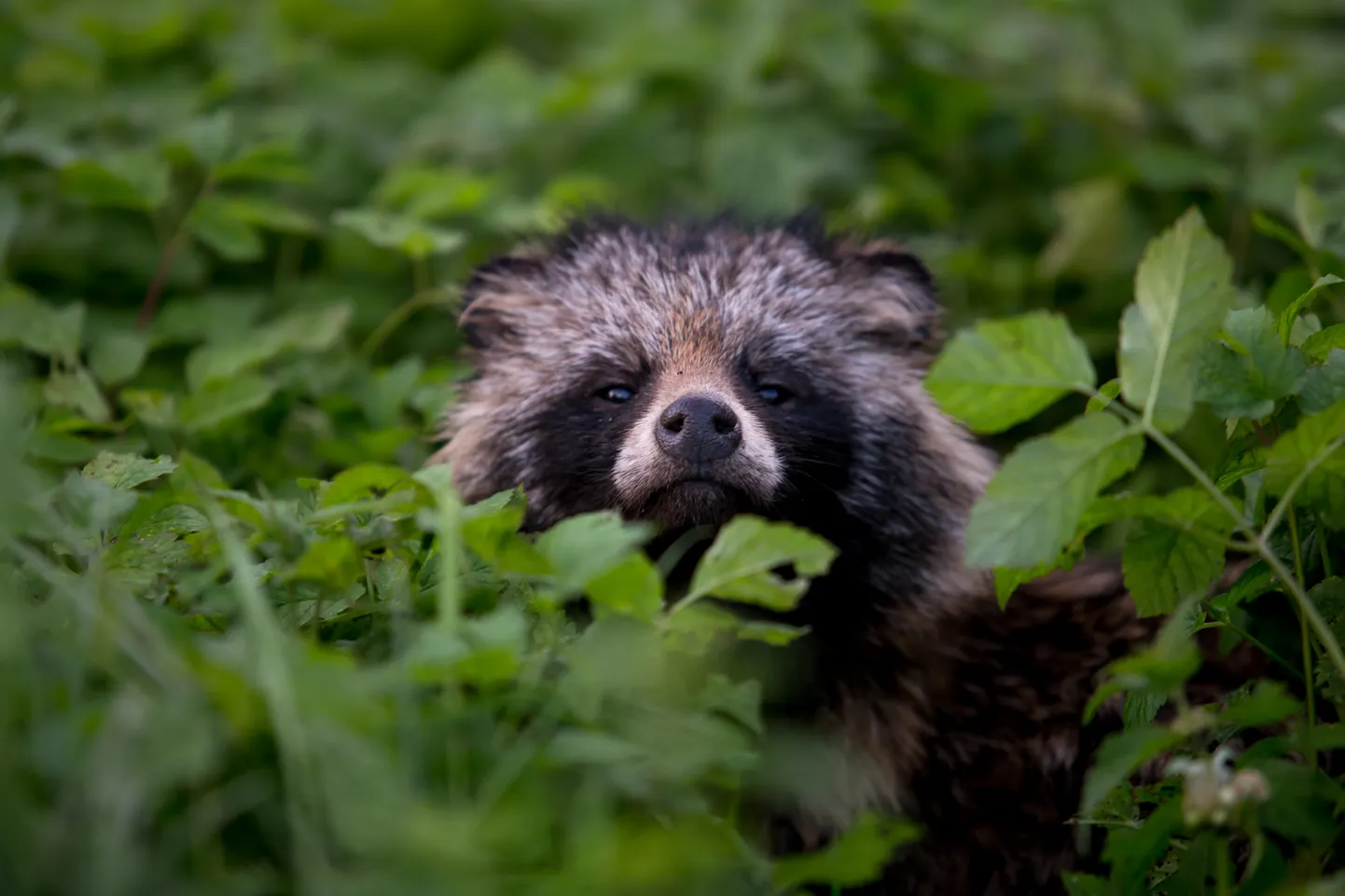 Kährik. Foto on illustratiivne. Veterinaar- ja toiduamet alustab uuel nädalal Kirde- ja Kagu Eesti aladel sügisest rebaste ja kährikute suukaudset marutaudivastast vaktsineerimist.