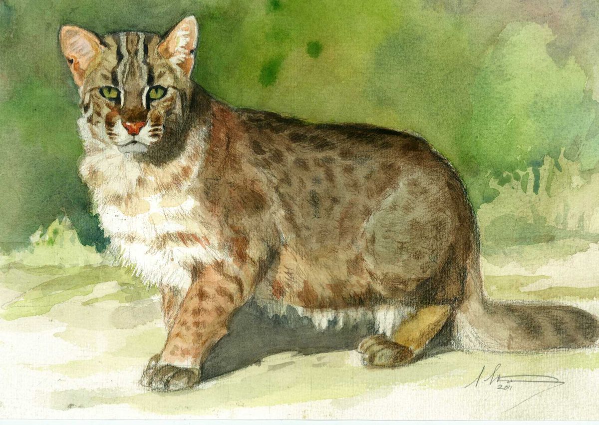Sándor Stern, «Amuuri kass» (Prionailurus bengalensis euptilura), 2011, akvarell.