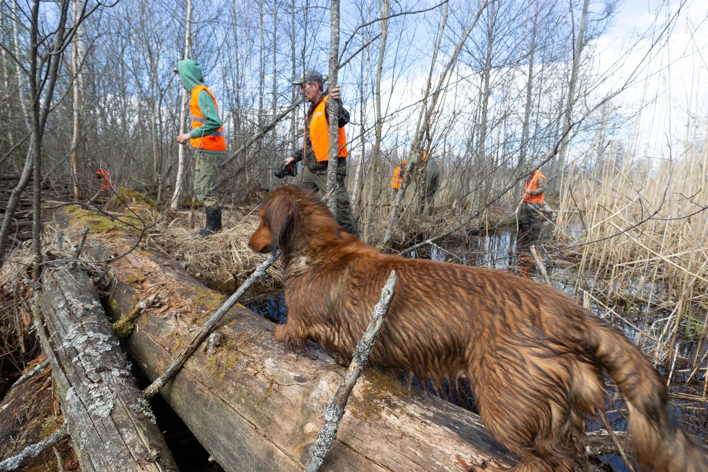 Virumaa jahimeeste kokkutulekul tõstetakse au sisse jahikoerad, kellest küttidel tuleb konkursil võidu vaimukaid lugusid rääkida.