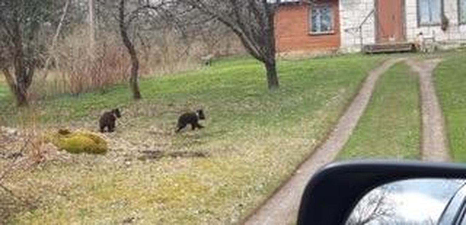 Медвежат видели вблизи поселений. Неизвестно, была ли рядом медведица.
