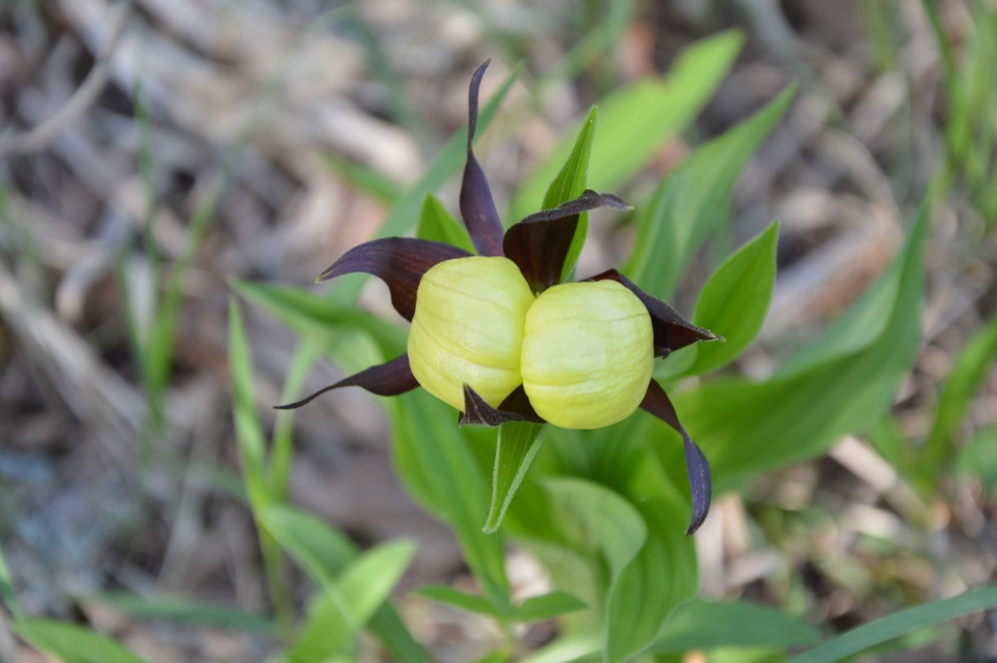Eesti orhideekaitse klubi aasta orhideeks valitud kauni kuldkinga üks suurimaid kasvukohti Eestis asub Lääneranna vallas.