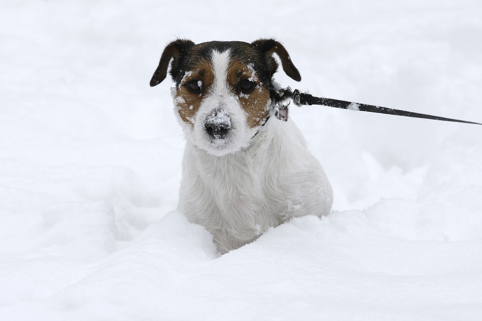 Väike koer lumesadu trotsimas.