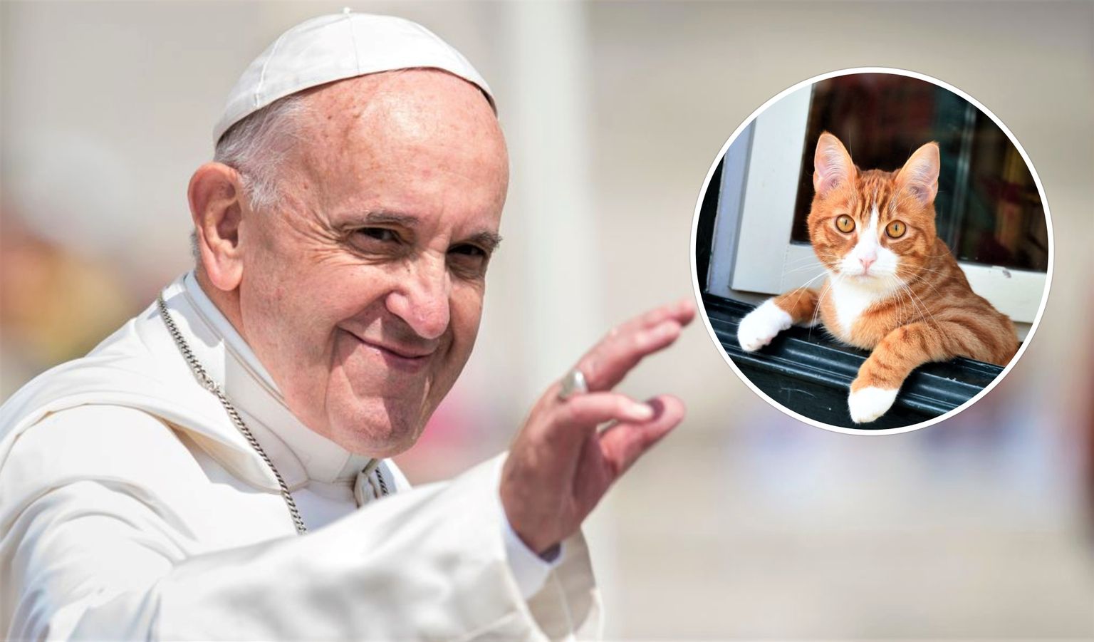 Kollaaž/Paavst Franciscus ja kass.