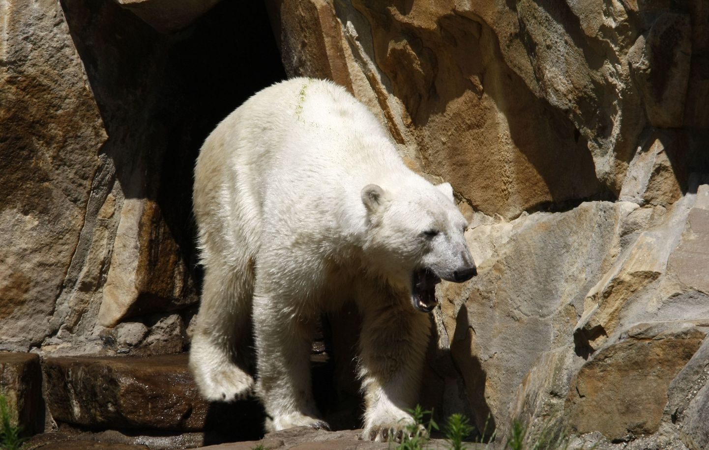 Isane jääkaru Knut
