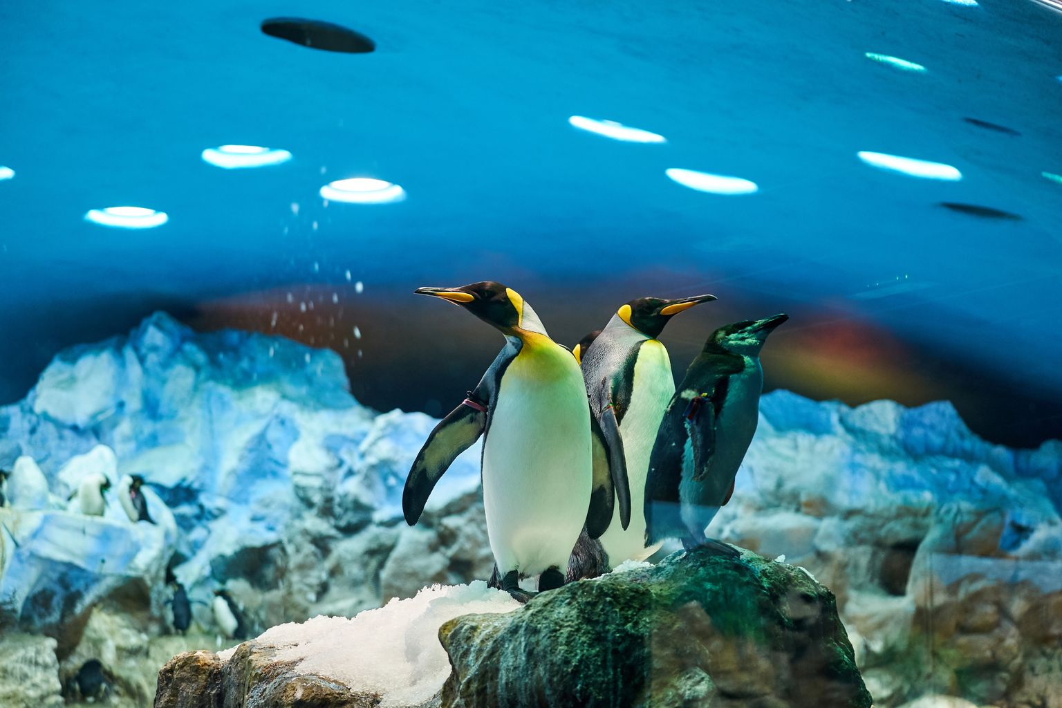 Пингвины. Иллюстративное фото