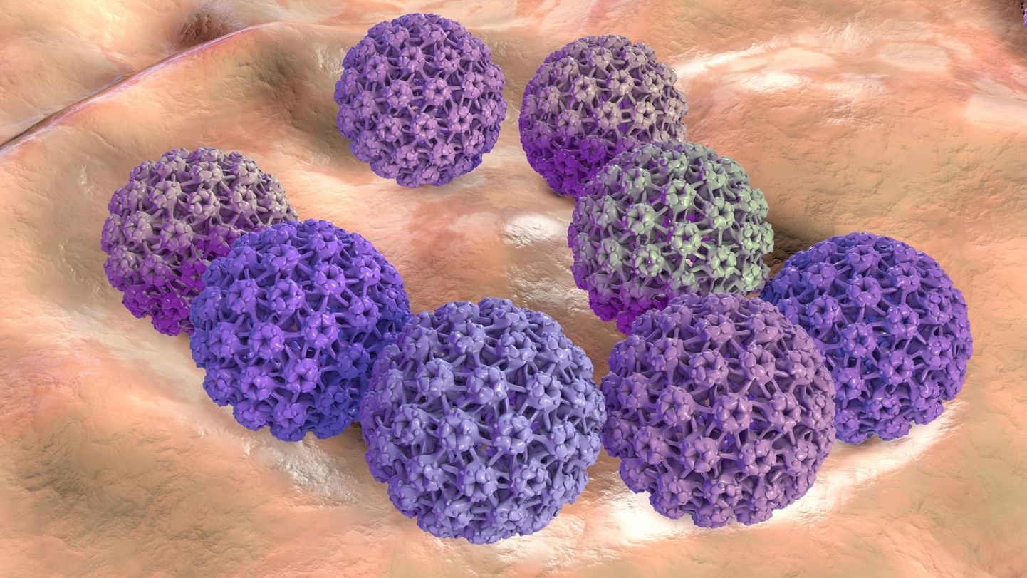 Papilloomviirus (HPV). Illustratsioon