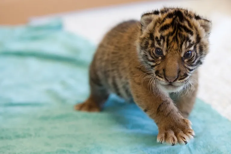 Sumatra tiiger.