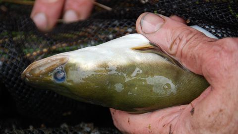 MIHKEL KUNNUS ⟩ Delikatesside laualt kadumise valu saab veel palju olema