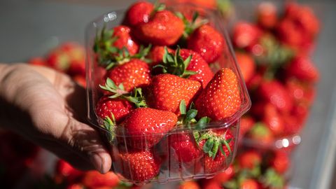 Производители клубники бьют тревогу: 70 процентов ягод могут остаться на полях