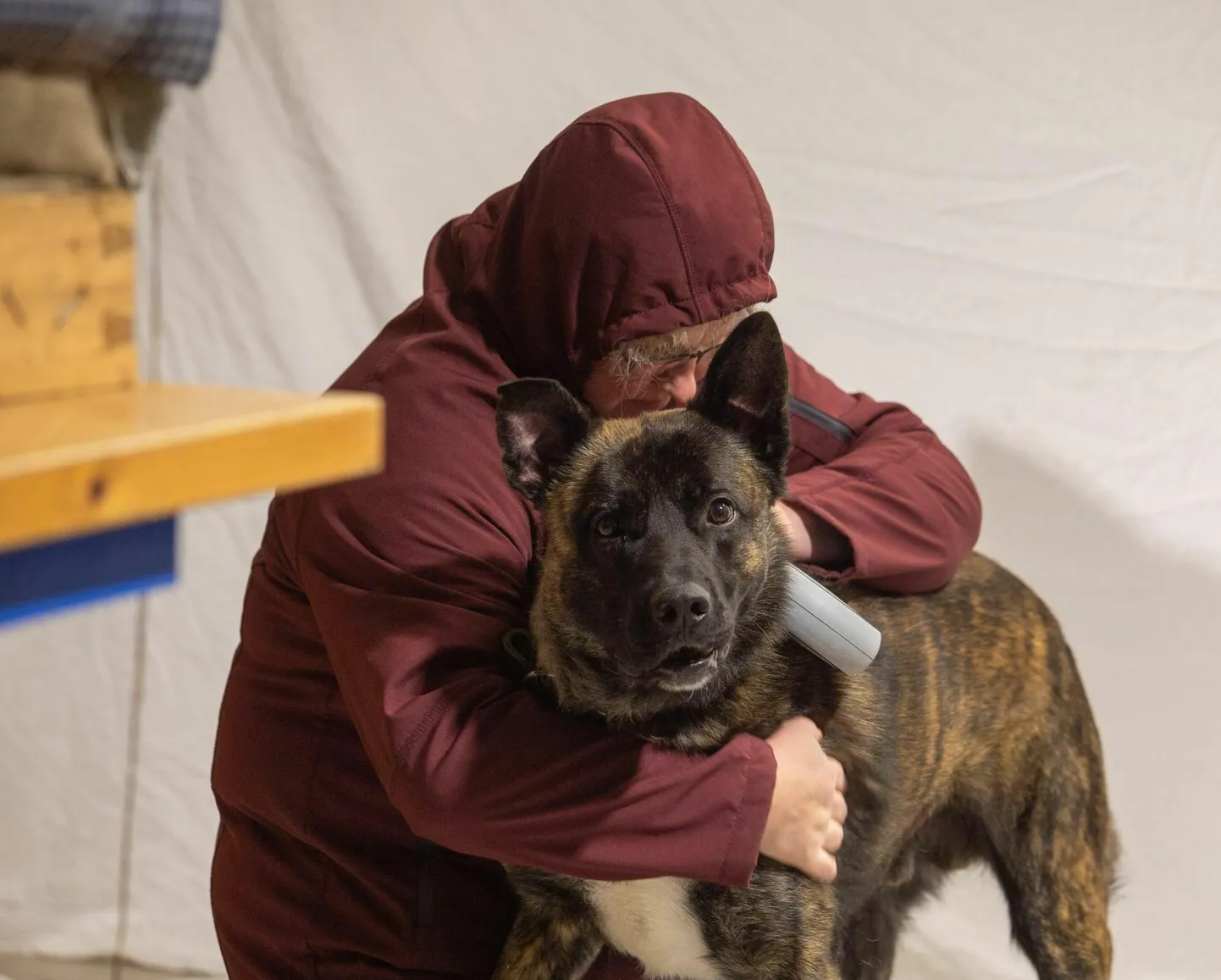 Septembri lõpus kahe pitbulli rünnaku ohvriks langenud Shnapi on tänu arstide ja perenaise hoolele terveks saanud ning peaaegu küljest ­rebitud kõrv läheb kenasti kikki.