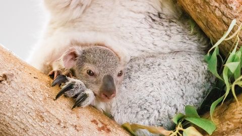 Vahva video: pisike koaala uudistas ema kukrust esmakordselt ilma 