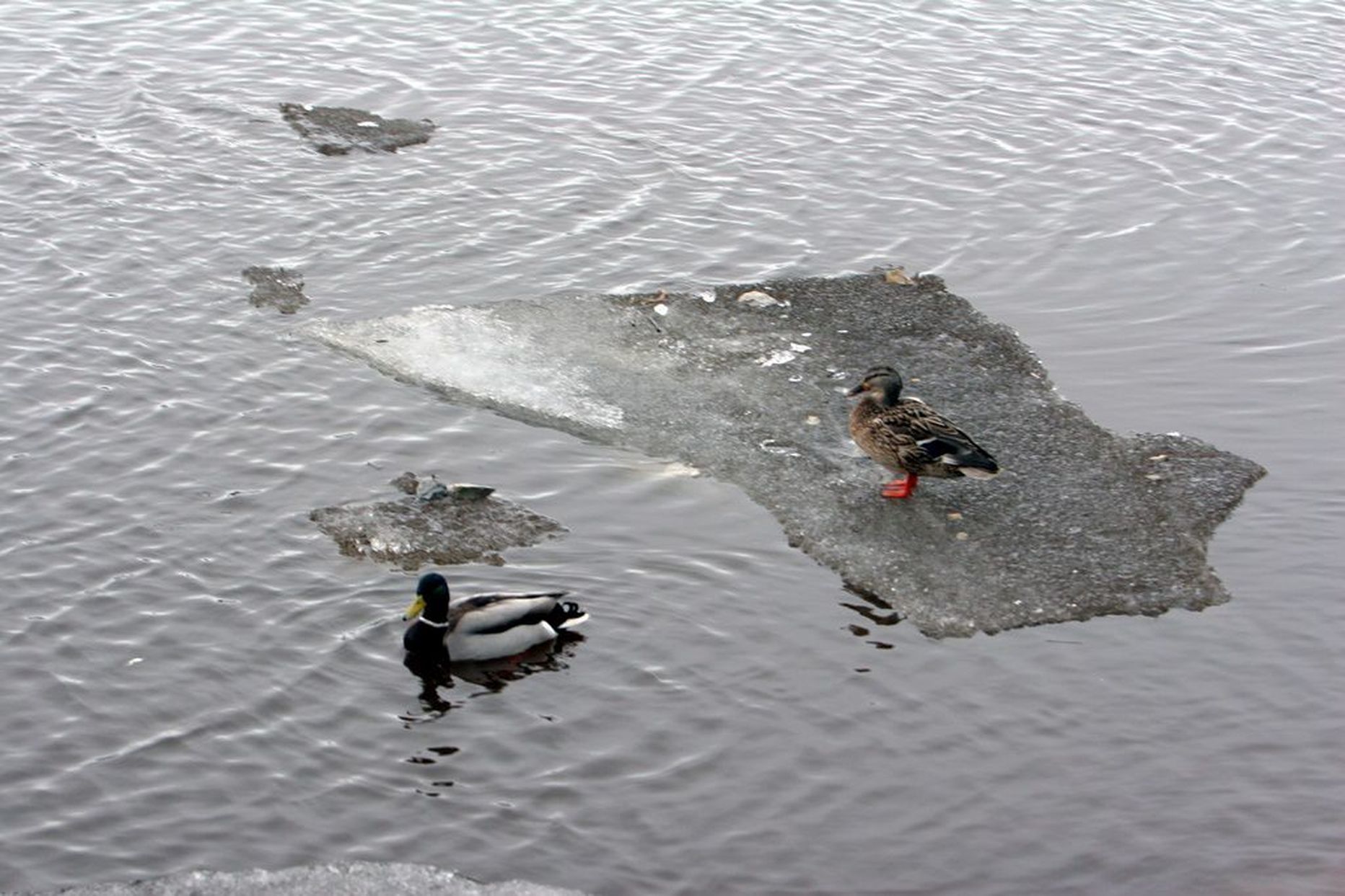 Спасательный департамент предостерегает от выхода на неокрепший лед водоемов.