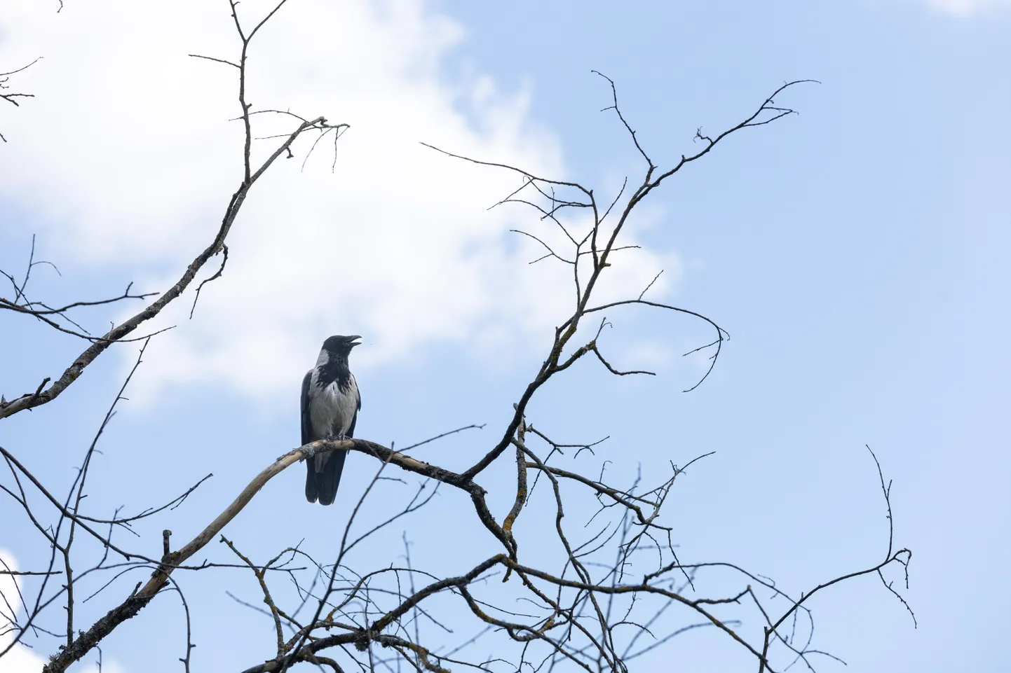 Vares.