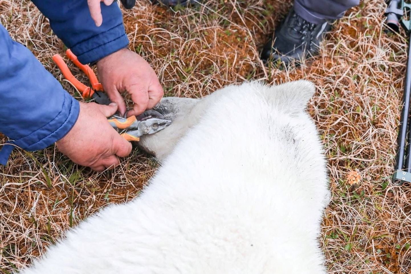 Spetsialistid päästsid konservipurki takerdunud emase jääkaru