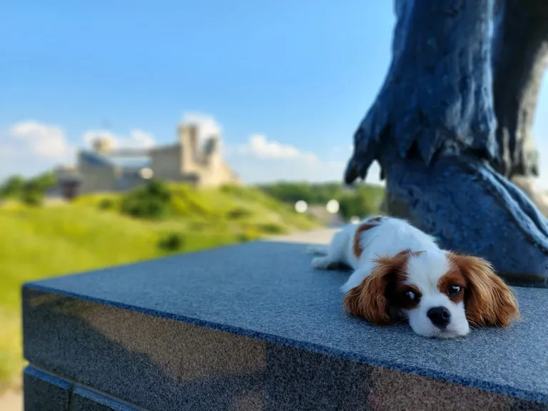 Seitsmekuune Cavalier Finley suvisel reisil Rakveres