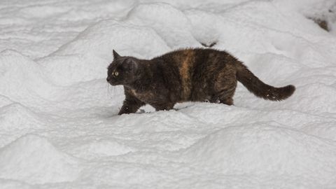 Nedēļas otrajā pusē vietām sniega dziļums var sasniegt 65 centimetrus