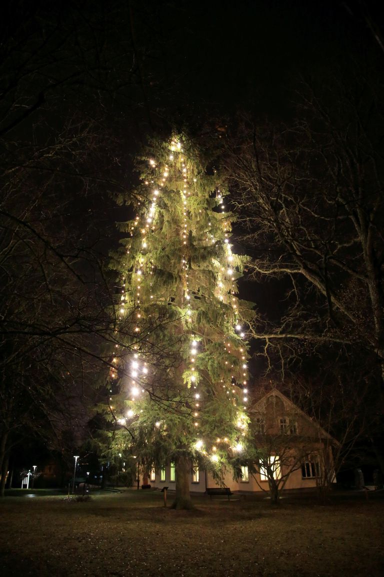Ülenurme jõulupuu paikneb põllumajandusmuuseumi pargis vallamaja ja raamatukogu lähedal.