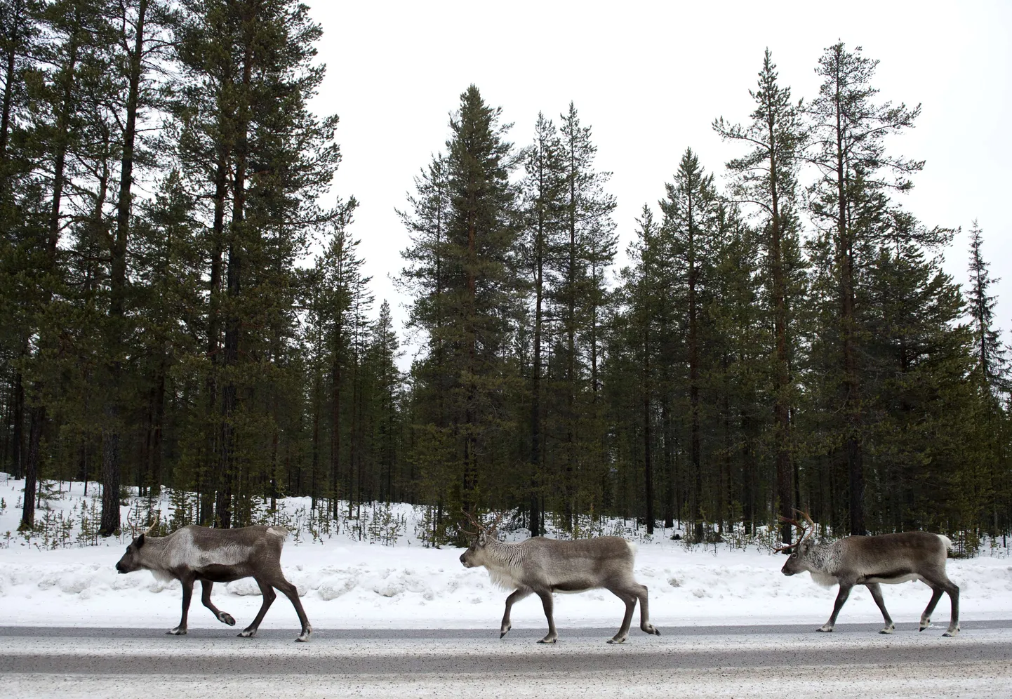 Põhjapõdrad otsivad soola E10 maanteel Rootsis.