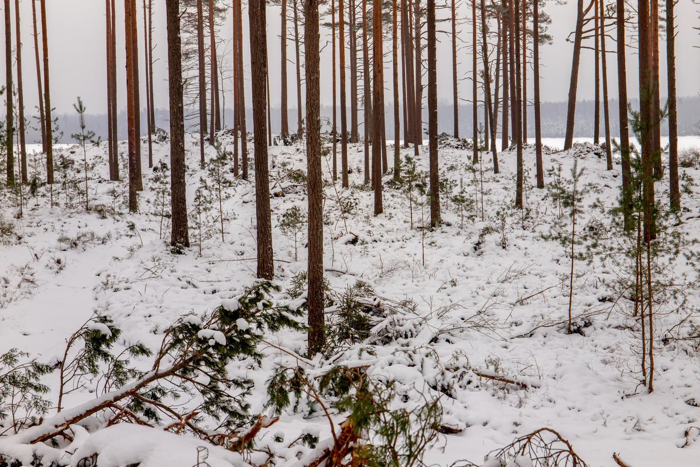 Häädemeeste kogukonda esindav MTÜ Rannamänniku Kaitseks soovib olla kohalikku metsa puudutavate otsuste langetamise juures.
