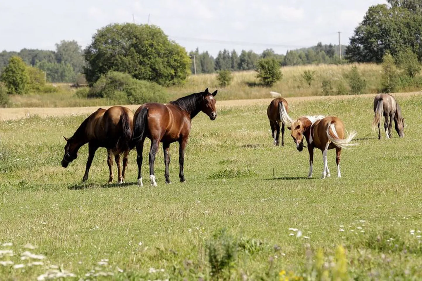 Eile olid laupäeval plehku pannud hobused ilusti koplis, justkui aimasid, et on ületanud maakonnalehe uudisekünnise.