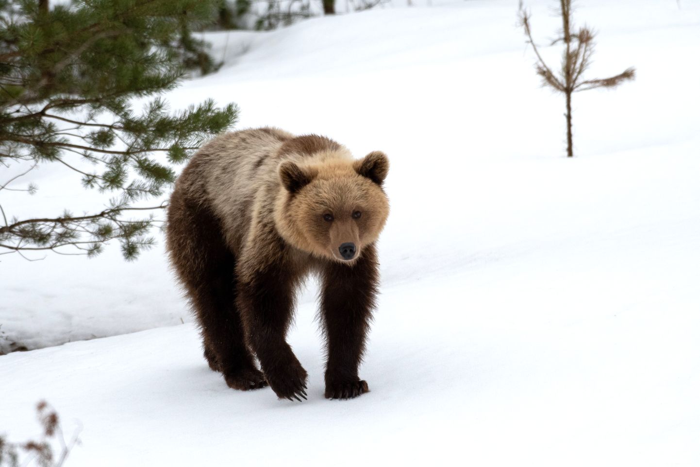 Karu on jahimeestele ahvatlev trofeeloom, kuid tema küttimine on väga rangelt reglementeeritud. Sageli müüvad kohalikud jahiseltsid karu laskmise loa edasi välismaalastele, teenides nii lisatulu.