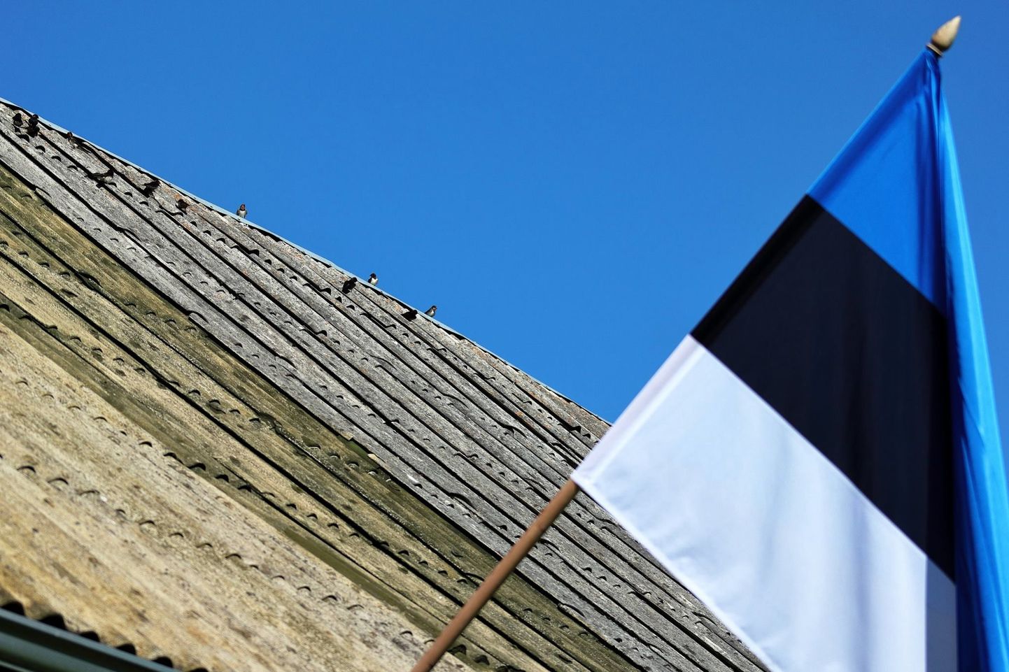 Kiilis pesitsevad suitsupääsukesed rivistusid taasiseseisvumispäeval katuseharjale riigilippu uudistama