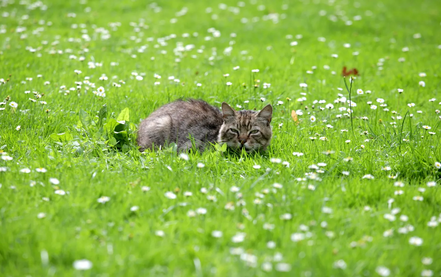 Кот в траве
