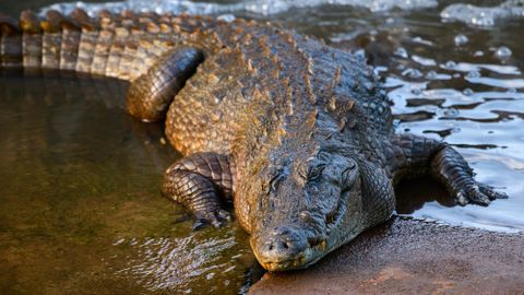 India kaalub ebatavalisi lahendusi piirivalve tugevdamiseks